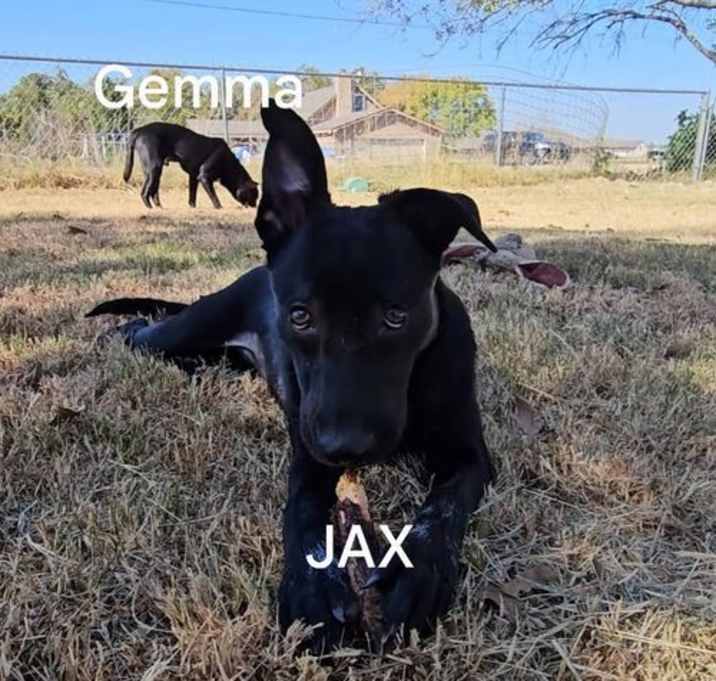 Photo of Jax