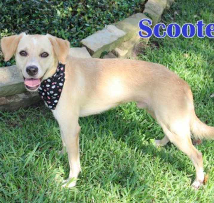 Photo of SCOOTER