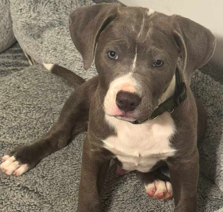 Photo of Enzo