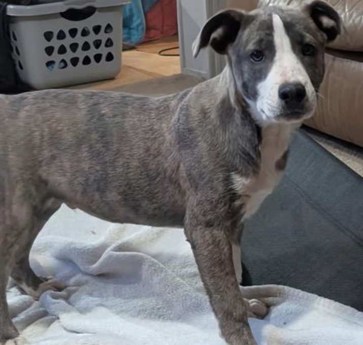Photo of Scrappy