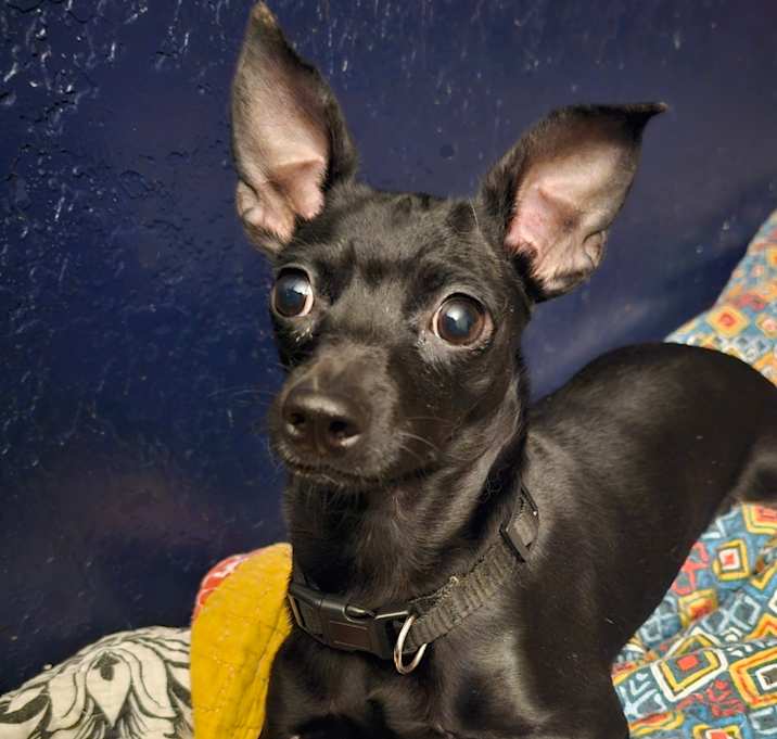 Photo of Lil Bit