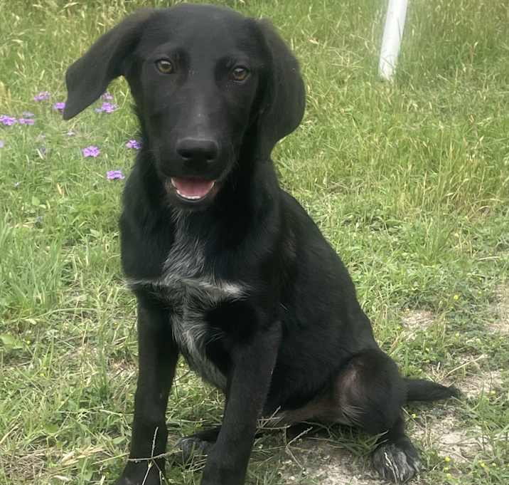 Photo of raven