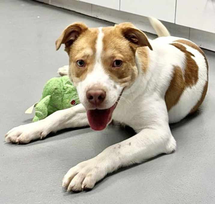 Photo of Gucci (courtesy post)