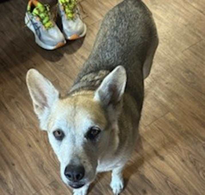Photo of Sage