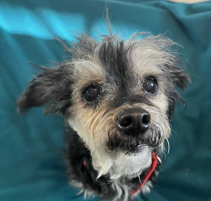 Photo of Gracie