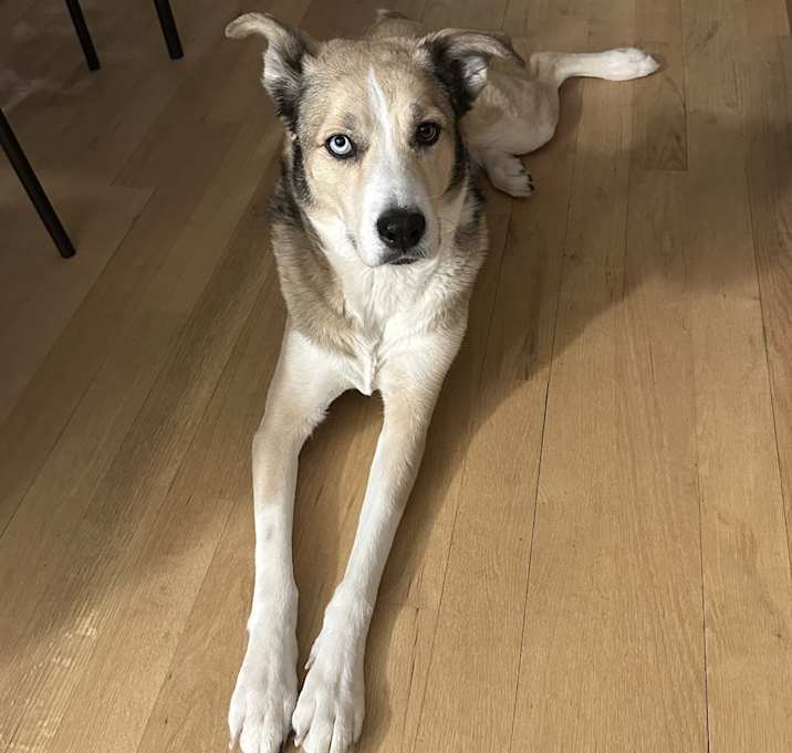 Photo of Luna