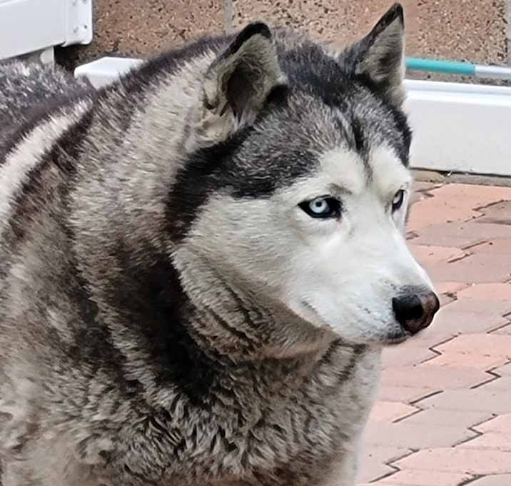 Photo of Koda