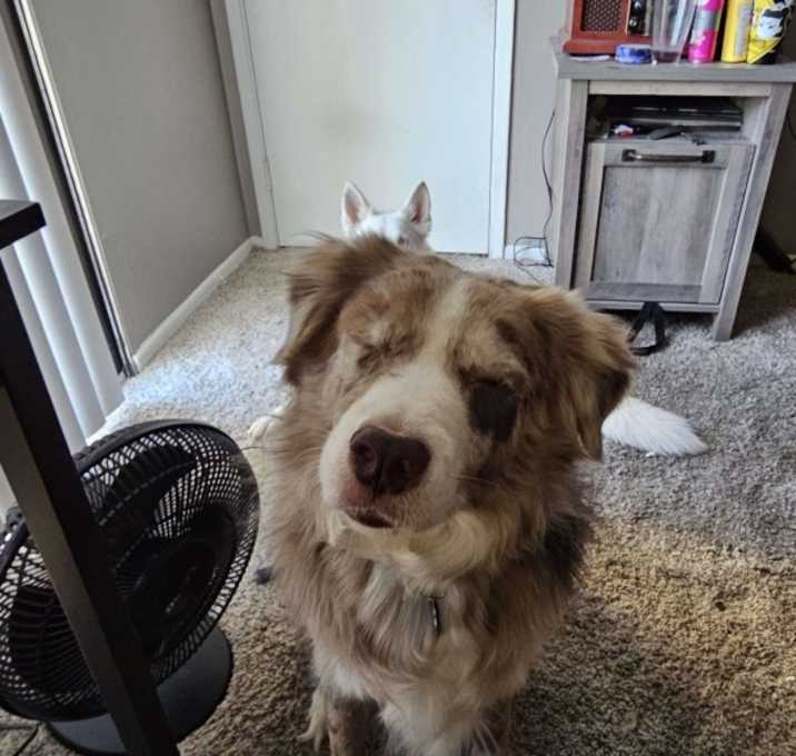 Photo of Odin