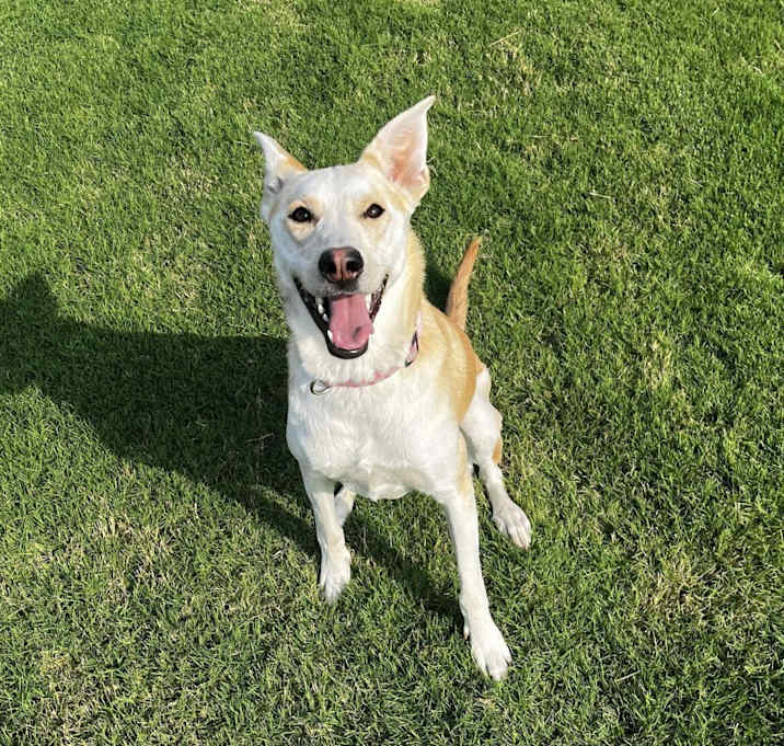 Photo of Nala