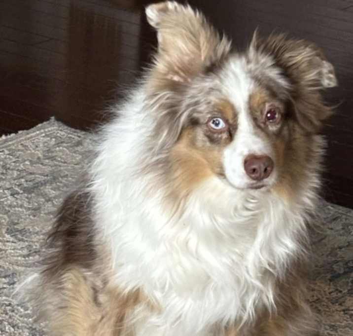 Photo of Beau