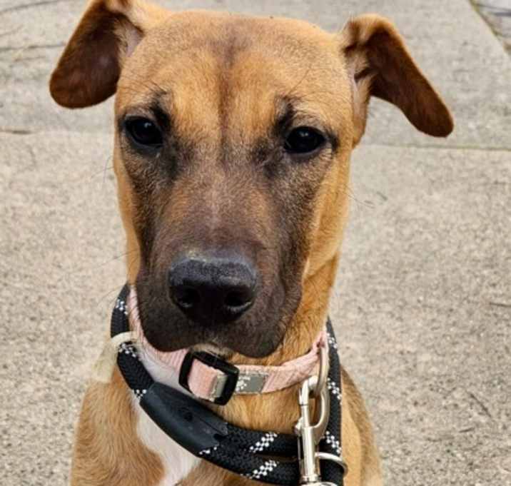 Photo of Pumpkin