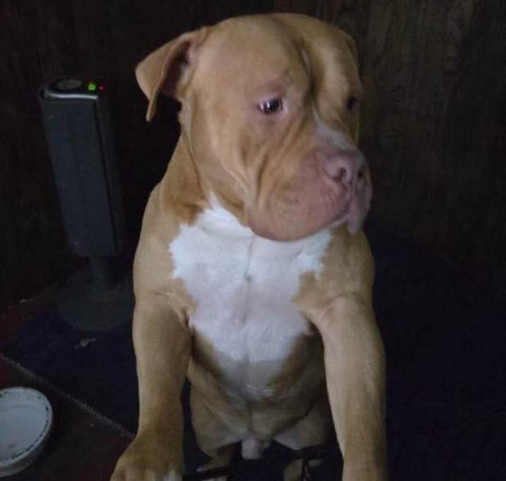 Photo of Simba