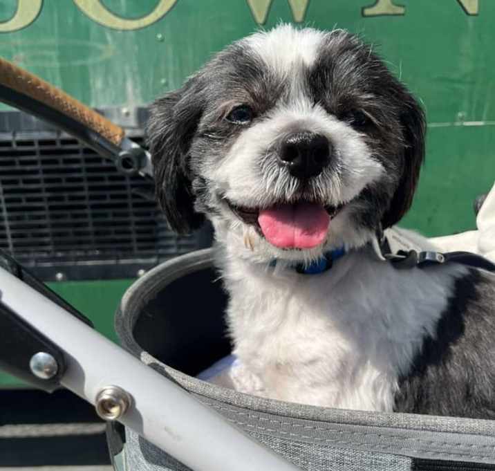 Photo of Tucker