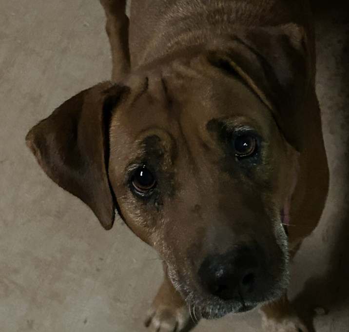 Photo of Cherry