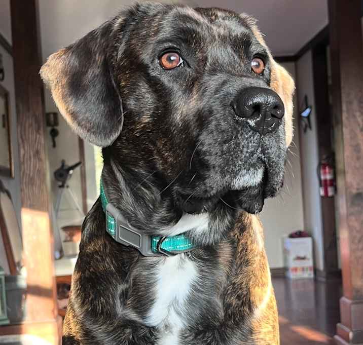 Photo of Tyson