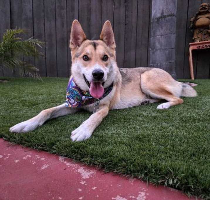 Photo of Maximus