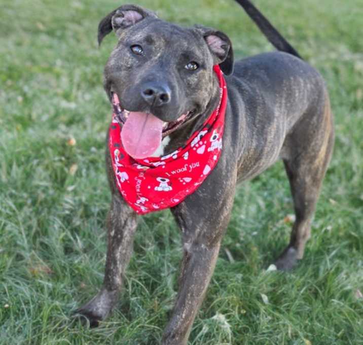 Photo of Trixie