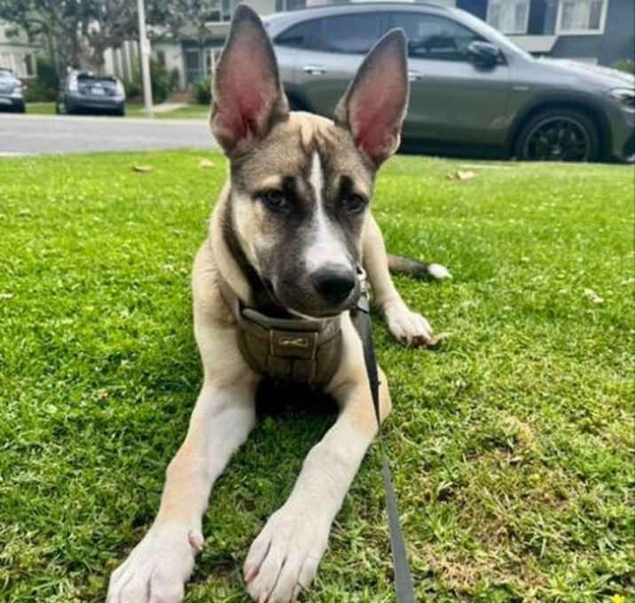 Photo of Luna