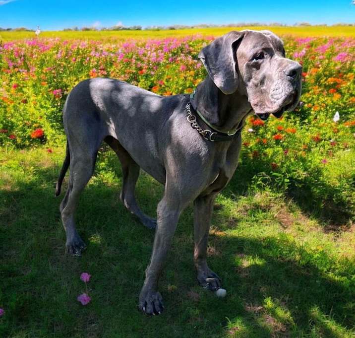 Photo of Hercules