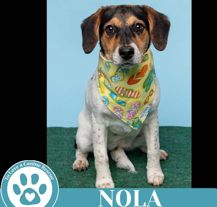 Photo of Nola (Philly Fanatics) 042625