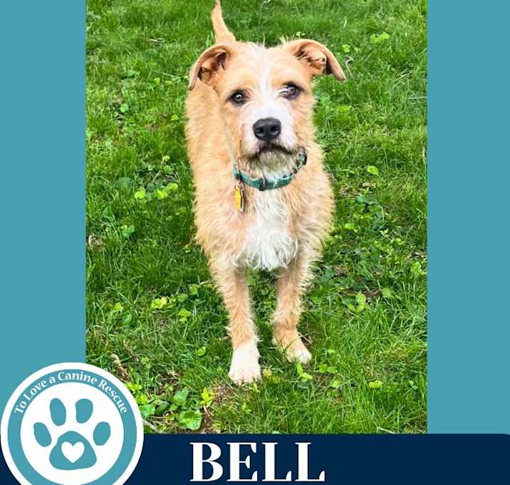 Photo of Bell 122124