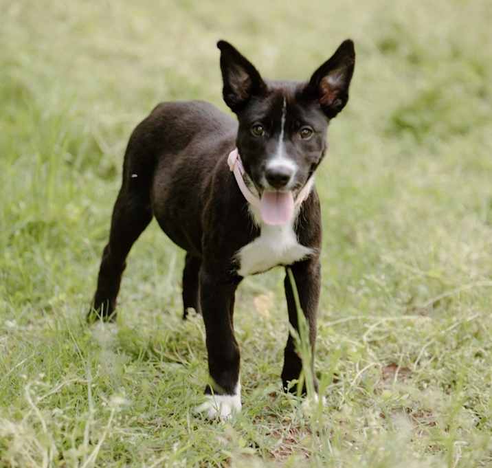 Photo of Bianca