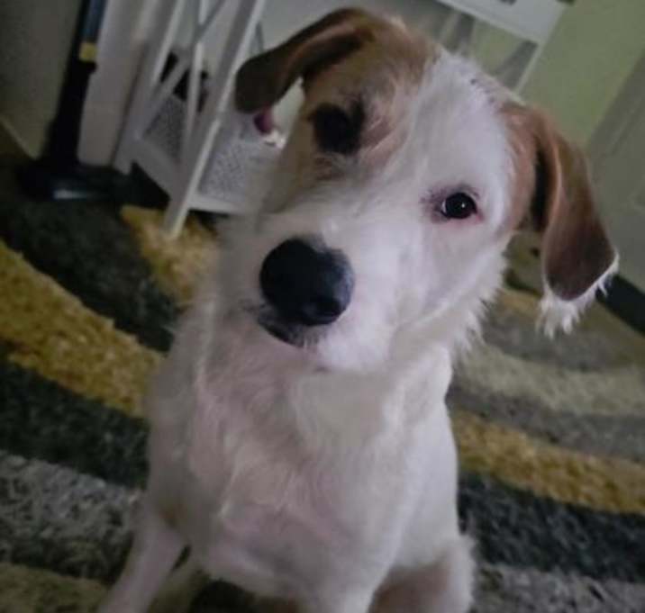 Photo of Blaze