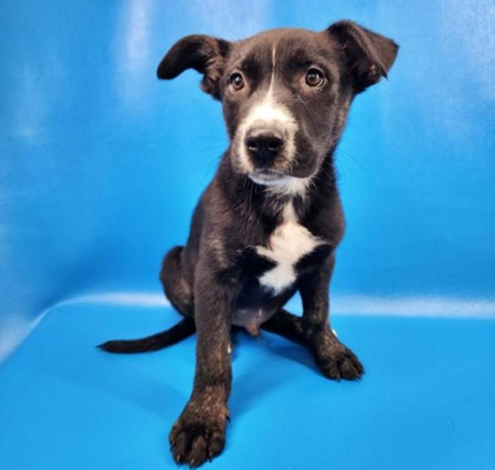 Photo of Maverick
