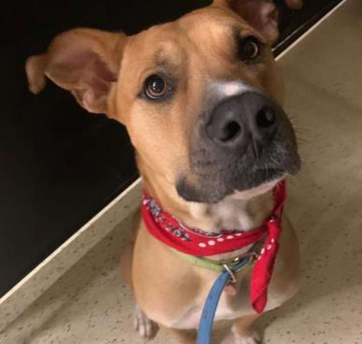 Photo of Scooby / Hercules