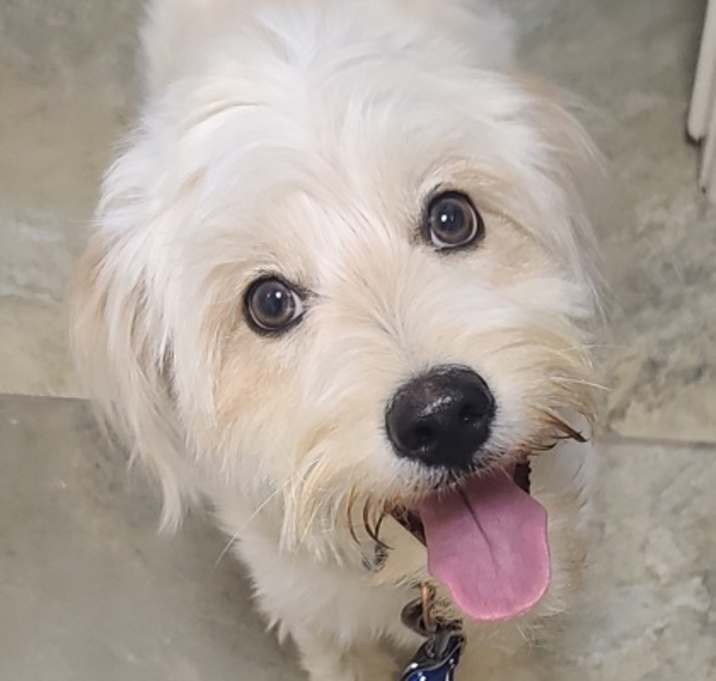 Photo of Mozzie