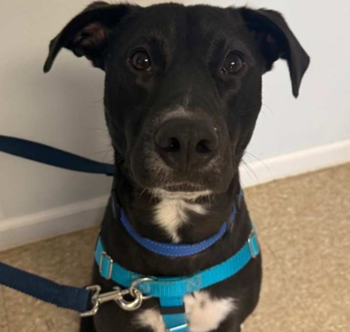 Photo of Cooper