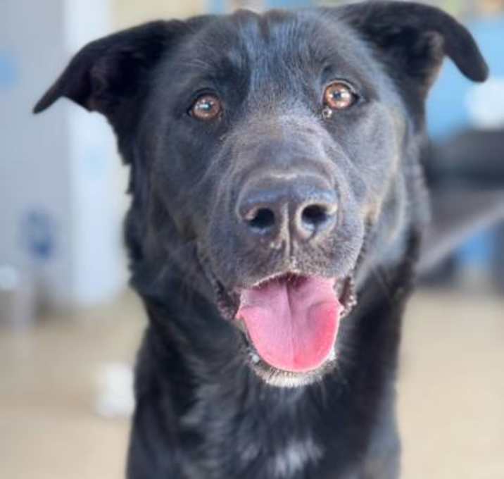 Photo of Koda