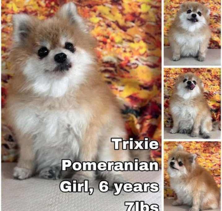 Photo of Trixie from Korea