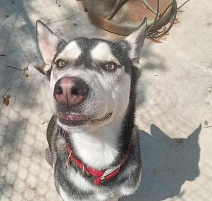 Photo of Chip