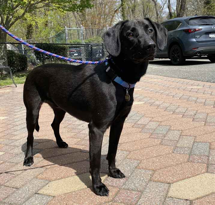 Photo of Onyx