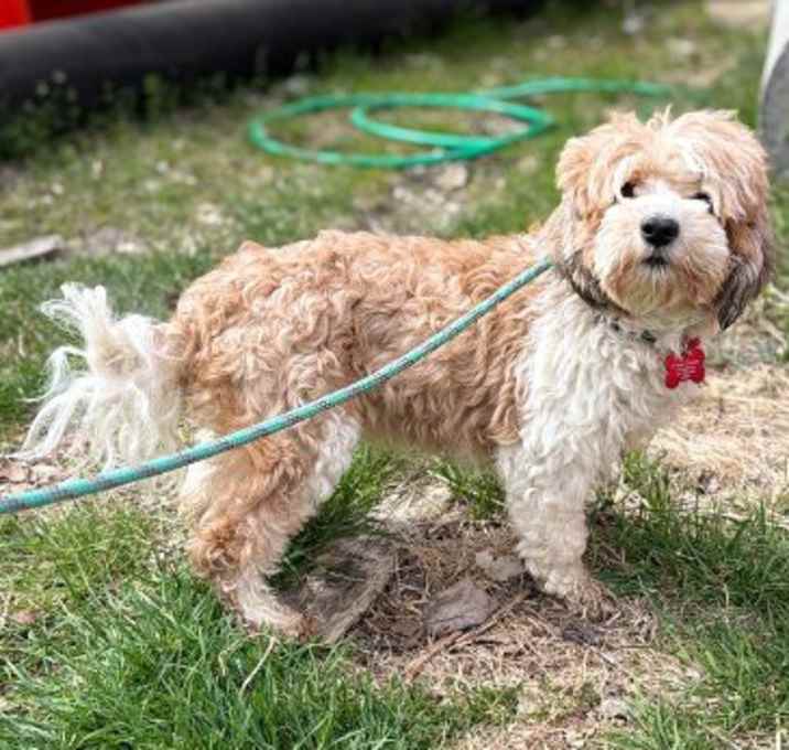Photo of Smiley