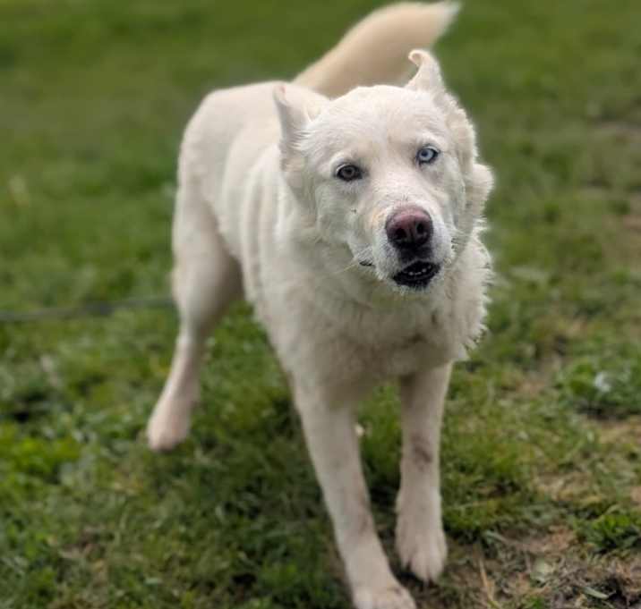 Photo of Khaleesi