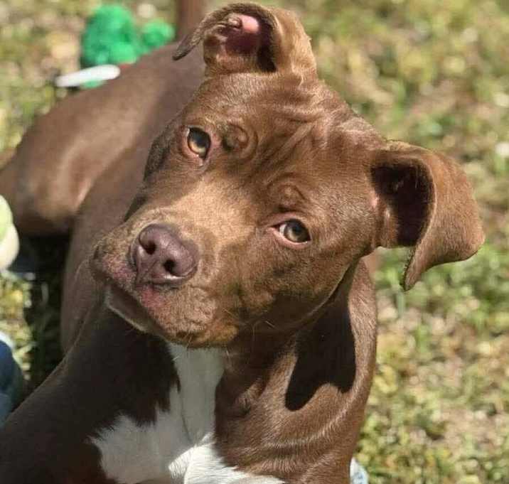 Photo of HENRY/URGENT