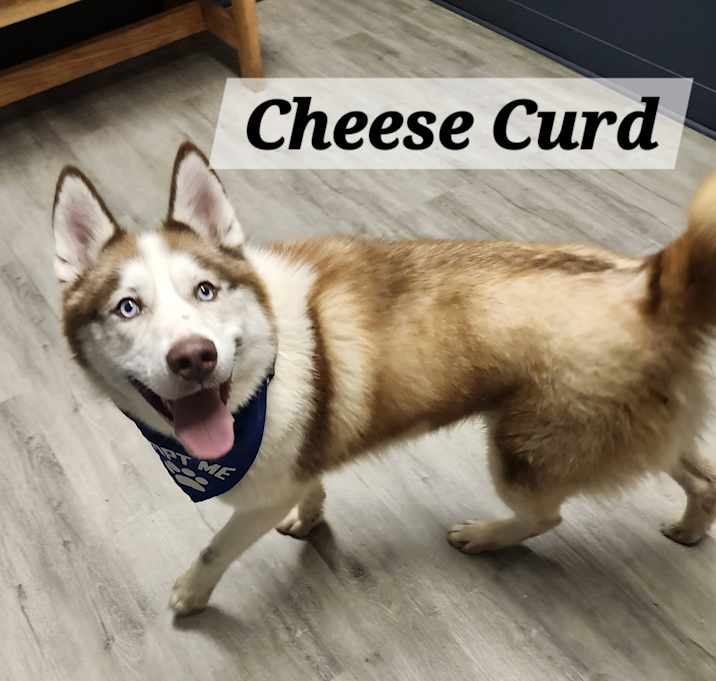 Photo of Cheese Curd