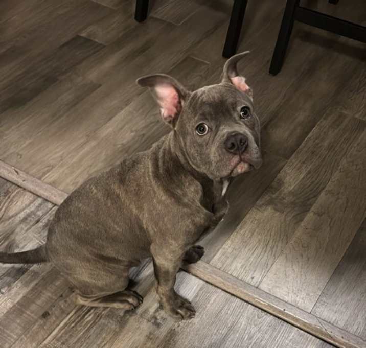Photo of Blue