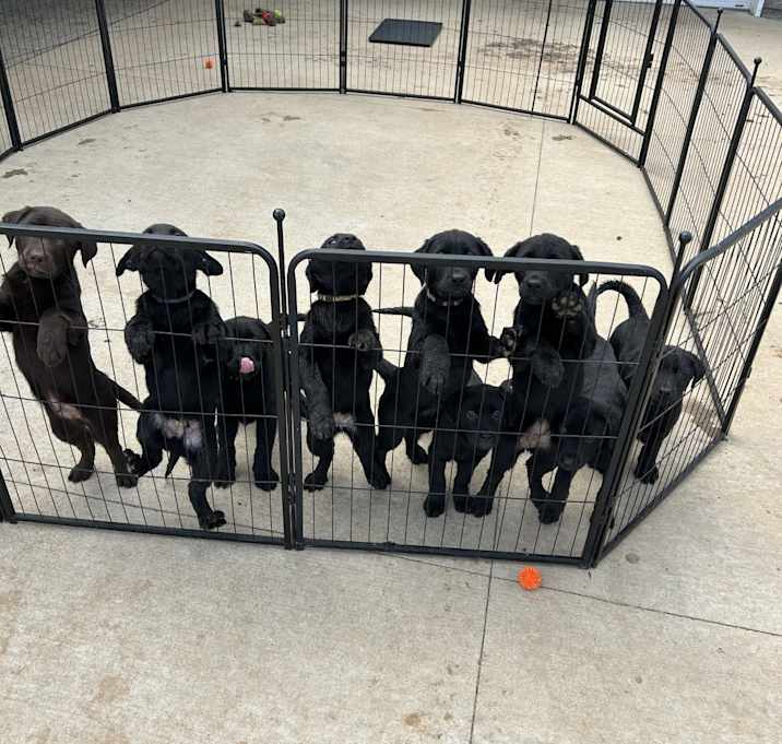 Photo of Puppies