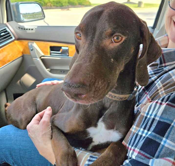 Photo of Everett- URGENT!!!