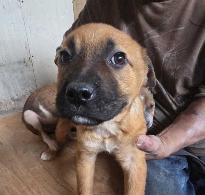 Photo of Nova
