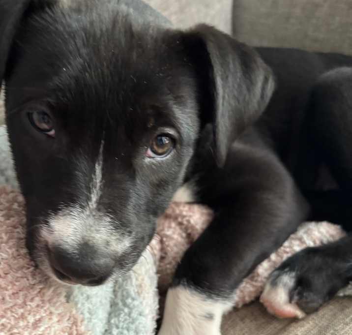 Photo of Sparky