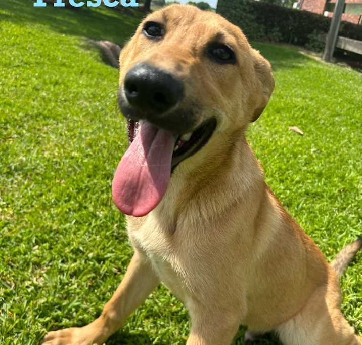 Photo of Fresca