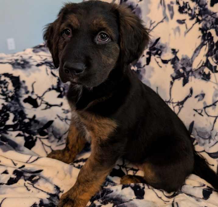 Photo of Luna