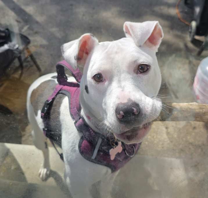 Photo of Lucy