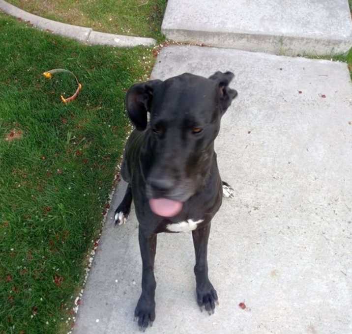 Photo of Stella