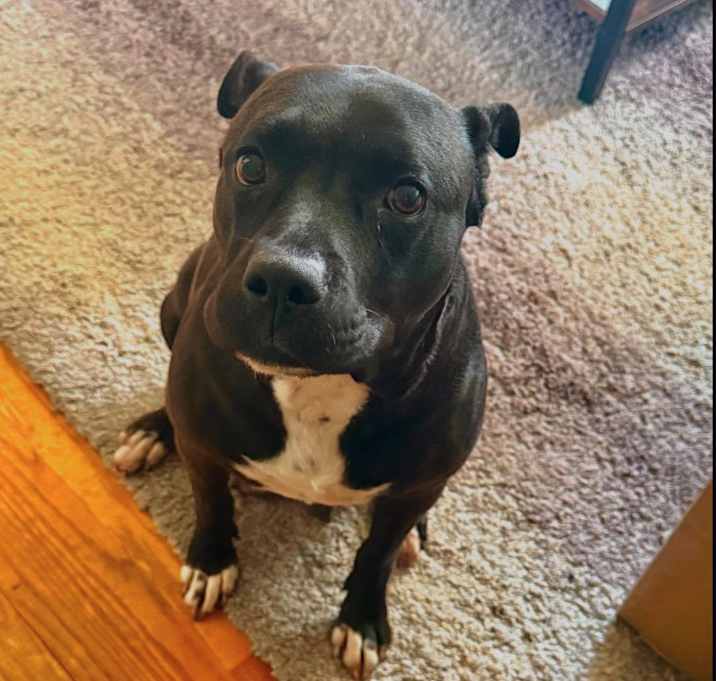 Photo of Tallulah