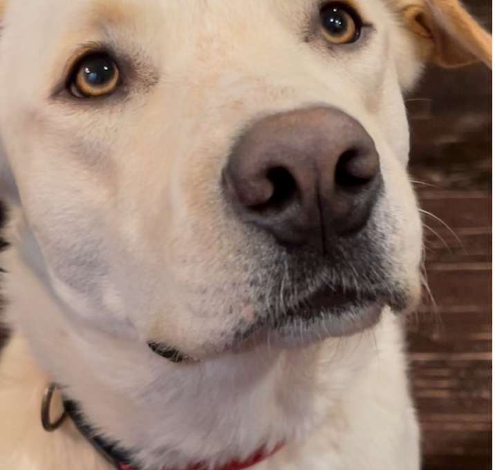 Photo of Maple